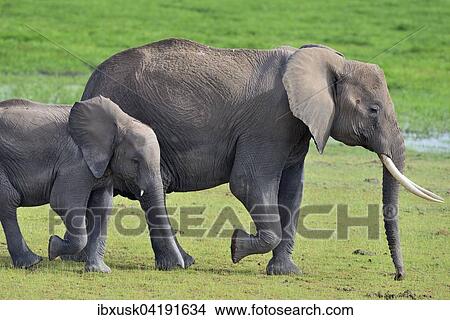 Picture - African bush elephant (Loxodonta africana), female, with young, crossing marshland, Amboseli National Park, Kenya, Africa. Fotosearch
