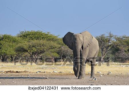 African Bush Elephant (Loxodonta africana), male, walking to a waterhole, Etosha National Park, Namibia, Africa View Large Photo Image Stock Image - African Bush Elephant (Loxodonta africana), male, walking to a waterhole, Etosha National Park, Namibia, Africa. Fotosearch