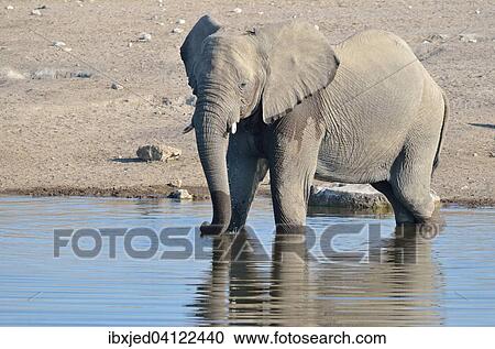 Stock Image - African Bush Elephant (Loxodonta africana), male, drinking at a waterhole, Etosha National Park, Namibia, Africa. Fotosearch