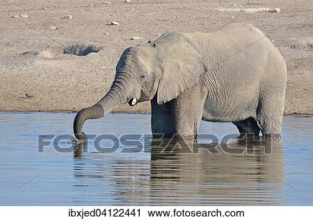 African Bush Elephant (Loxodonta africana), male, drinking at a waterhole, Etosha National Park, Namibia, Africa View Large Photo Image Stock Image - African Bush Elephant (Loxodonta africana), male, drinking at a waterhole, Etosha National Park, Namibia, Africa. Fotosearch