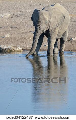 African Bush Elephant (Loxodonta africana), male, drinking at a waterhole, Etosha National Park, Namibia, Africa View Large Photo Image Stock Photo - African Bush Elephant (Loxodonta africana), male, drinking at a waterhole, Etosha National Park, Namibia, Africa. Fotosearch