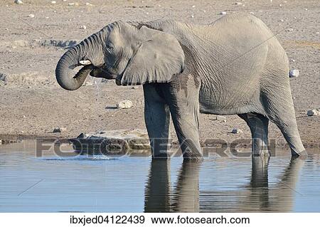 African Bush Elephant (Loxodonta africana), male, drinking at a waterhole, Etosha National Park, Namibia, Africa View Large Photo Image Stock Photo - African Bush Elephant (Loxodonta africana), male, drinking at a waterhole, Etosha National Park, Namibia, Africa. Fotosearch