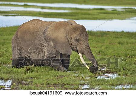 Stock Photo - African bush elephant (Loxodonta africana), standing in the marsh and eating grass, Amboseli National Park, Kenya, Africa. Fotosearch