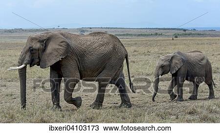 African bush elephant with calf (Loxodonta africana), Maasai Mara National Reserve, Kenya, Africa View Large Photo Image Stock Image - African bush elephant with calf (Loxodonta africana), Maasai Mara National Reserve, Kenya, Africa. Fotosearch
