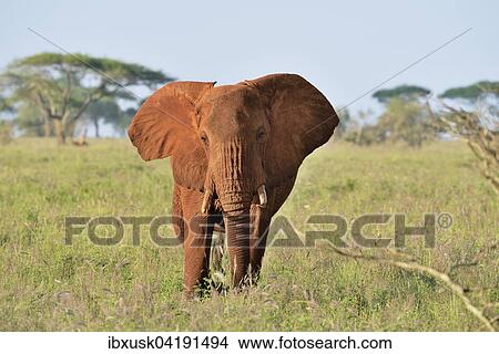 African Elephant bull (Loxodonta africana) in the morning light, coloured by red earth, Tsavo West, Kenya, Africa View Large Photo Image Picture - African Elephant bull (Loxodonta africana) in the morning light, coloured by red earth, Tsavo West, Kenya, Africa. Fotosearch