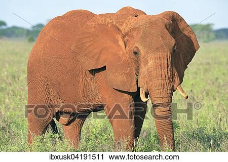 Stock Image - African Elephant bull (Loxodonta africana) in the morning light, coloured by red earth, Tsavo West, Kenya, Africa. Fotosearch