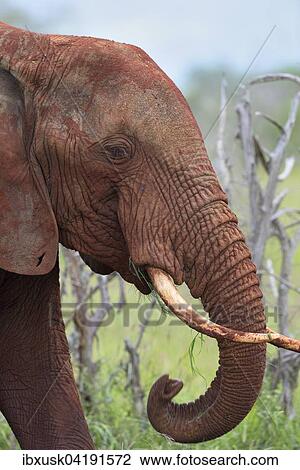 Stock Image - African Elephant bull (Loxodonta africana), coloured by red earth, Tsavo West, Kenya, Africa. Fotosearch