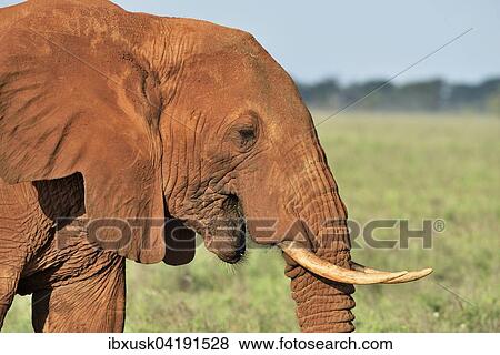 African Elephant bull (Loxodonta africana) in the morning light, coloured by red earth, Tsavo West, Kenya, Africa View Large Photo Image Stock Photo - African Elephant bull (Loxodonta africana) in the morning light, coloured by red earth, Tsavo West, Kenya, Africa. Fotosearch