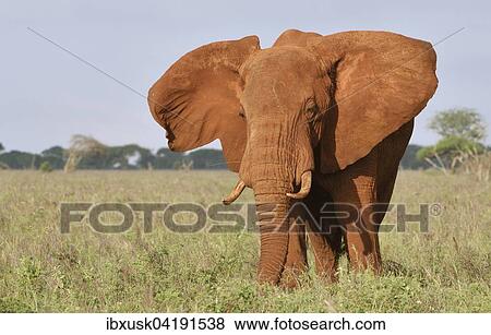 African Elephant bull (Loxodonta africana) in the morning light, coloured by red earth, Tsavo West, Kenya, Africa View Large Photo Image Stock Photo - African Elephant bull (Loxodonta africana) in the morning light, coloured by red earth, Tsavo West, Kenya, Africa. Fotosearch
