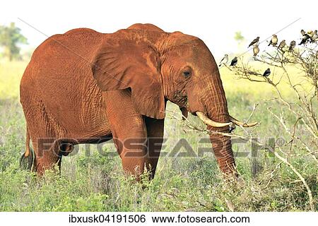 Stock Photograph - African Elephant bull (Loxodonta africana) in the morning light, coloured by red earth, Tsavo West, Kenya, Africa. Fotosearch