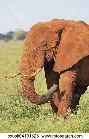 African Elephant bull (Loxodonta africana) in the morning light, coloured by red earth, Tsavo West, Kenya, Africa View Large Photo Image Stock Photography - African Elephant bull (Loxodonta africana) in the morning light, coloured by red earth, Tsavo West, Kenya, Africa. Fotosearch