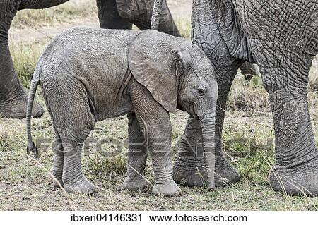 African elephant calf (Loxodonta africana), Masai Mara National Reserve, Kenya, Africa View Large Photo Image Stock Image - African elephant calf (Loxodonta africana), Masai Mara National Reserve, Kenya, Africa. Fotosearch