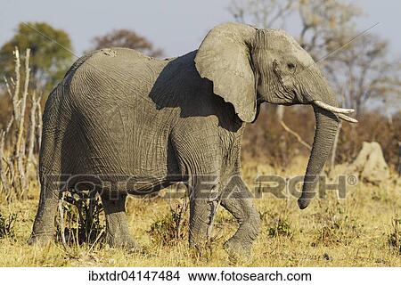 African Elephant (Loxodonta africana), pregnant cow at the edge of the Savuti marsh, Chobe National Park, Botswana, Africa View Large Photo Image Picture - African Elephant (Loxodonta africana), pregnant cow at the edge of the Savuti marsh, Chobe National Park, Botswana, Africa. Fotosearch