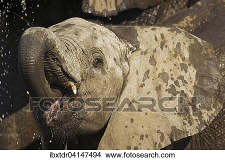 African Elephant (Loxodonta africana), calf drinking at the Chobe River, photographed from a boat, Chobe National Park, Botswana, Africa View Large Photo Image Picture - African Elephant (Loxodonta africana), calf drinking at the Chobe River, photographed from a boat, Chobe National Park, Botswana, Africa. Fotosearch