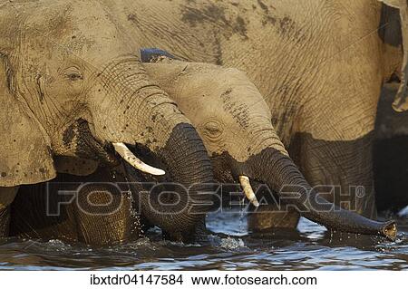 African Elephant (Loxodonta africana), cow and calf drinking in the Chobe River, photographed from a boat, Chobe National Park, Botswana, Africa View Large Photo Image Picture - African Elephant (Loxodonta africana), cow and calf drinking in the Chobe River, photographed from a boat, Chobe National Park, Botswana, Africa. Fotosearch