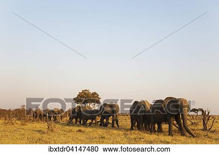 Stock Image - African Elephant (Loxodonta africana), herd in the Savuti marsh, Chobe National Park, Botswana, Africa. Fotosearch
