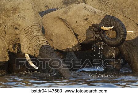 Stock Image - African Elephant (Loxodonta africana), cow and calf drinking in the Chobe River, photographed from a boat, Chobe National Park, Botswana, Africa. Fotosearch