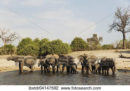 African Elephant (Loxodonta africana), breeding herd drinking at the bank of the Chobe River, photographed from a boat, Chobe National Park, Botswana, Africa View Large Photo Image Stock Image - African Elephant (Loxodonta africana), breeding herd drinking at the bank of the Chobe River, photographed from a boat, Chobe National Park, Botswana, Africa. Fotosearch