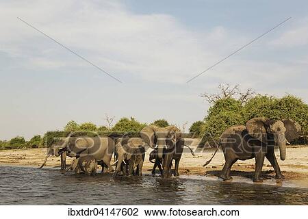 African Elephant (Loxodonta africana), breeding herd drinking at the bank of the Chobe River, photographed from a boat, Chobe National Park, Botswana, Africa View Large Photo Image Stock Image - African Elephant (Loxodonta africana), breeding herd drinking at the bank of the Chobe River, photographed from a boat, Chobe National Park, Botswana, Africa. Fotosearch