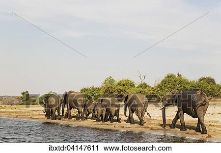 African Elephant (Loxodonta africana), breeding herd has been drinking at the bank of the Chobe River, photographed from a boat, Chobe National Park, Botswana, Africa View Large Photo Image Stock Image - African Elephant (Loxodonta africana), breeding herd has been drinking at the bank of the Chobe River, photographed from a boat, Chobe National Park, Botswana, Africa. Fotosearch