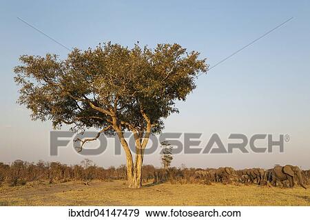 Stock Photo - African Elephant (Loxodonta africana), herd in the Savuti marsh, moving past an Apple-leaf tree (Lonchocarpus capassa), Chobe National Park, Botswana, Africa. Fotosearch