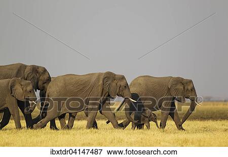 Stock Photo - African Elephant (Loxodonta africana), breeding herd in the Savuti marsh, Chobe National Park, Botswana, Africa. Fotosearch