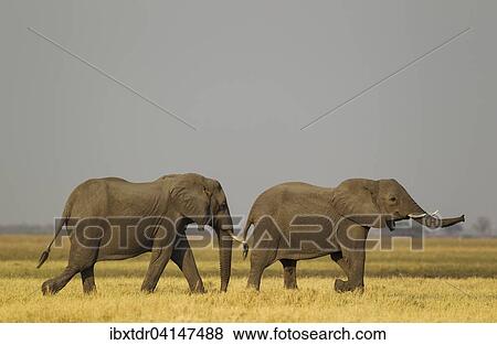 Stock Photo - African Elephant (Loxodonta africana), two cows in the Savuti marsh, Chobe National Park, Botswana, Africa. Fotosearch