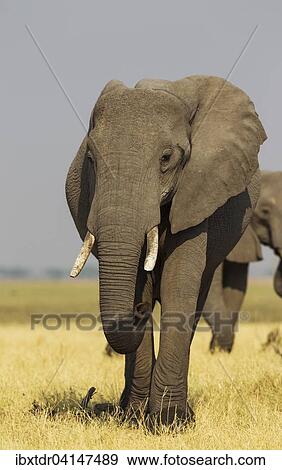 Stock Photo - African Elephant (Loxodonta africana), cow in the Savuti marsh, Chobe National Park, Botswana, Africa. Fotosearch
