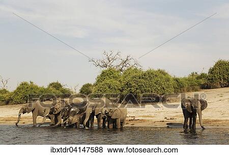 African Elephant (Loxodonta africana), breeding herd drinking at the bank of the Chobe River, photographed from a boat, Chobe National Park, Botswana, Africa View Large Photo Image Stock Photo - African Elephant (Loxodonta africana), breeding herd drinking at the bank of the Chobe River, photographed from a boat, Chobe National Park, Botswana, Africa. Fotosearch