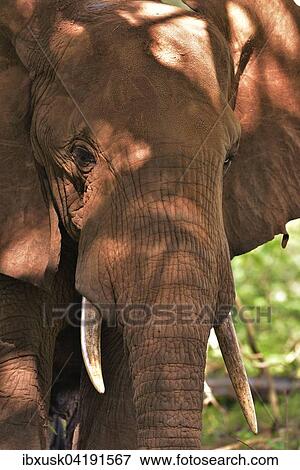 African Elephant (Loxodonta africana), coloured by red earth, Tsavo West, Kenya, Africa View Large Photo Image Stock Photo - African Elephant (Loxodonta africana), coloured by red earth, Tsavo West, Kenya, Africa. Fotosearch