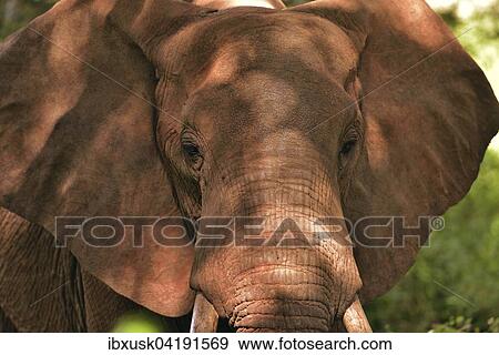 African Elephant (Loxodonta africana), coloured by red earth, Tsavo West, Kenya, Africa View Large Photo Image Stock Photo - African Elephant (Loxodonta africana), coloured by red earth, Tsavo West, Kenya, Africa. Fotosearch