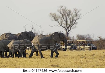 African Elephant (Loxodonta africana), breeding herd while being observed by tourists in their safari vehicles, Chobe National Park, Botswana, Africa View Large Photo Image Stock Photograph - African Elephant (Loxodonta africana), breeding herd while being observed by tourists in their safari vehicles, Chobe National Park, Botswana, Africa. Fotosearch