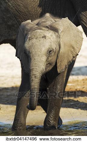 Stock Photograph - African Elephant (Loxodonta africana), calf drinking at the Chobe River, photographed from a boat, Chobe National Park, Botswana, Africa. Fotosearch
