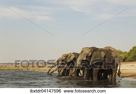 African Elephant (Loxodonta africana), breeding herd drinking at the bank of the Chobe River, photographed from a boat, Chobe National Park, Botswana, Africa View Large Photo Image Stock Photograph - African Elephant (Loxodonta africana), breeding herd drinking at the bank of the Chobe River, photographed from a boat, Chobe National Park, Botswana, Africa. Fotosearch