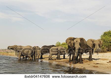 African Elephant (Loxodonta africana), breeding herd drinking at the bank of the Chobe River, photographed from a boat, Chobe National Park, Botswana, Africa View Large Photo Image Stock Photograph - African Elephant (Loxodonta africana), breeding herd drinking at the bank of the Chobe River, photographed from a boat, Chobe National Park, Botswana, Africa. Fotosearch