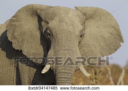 Stock Photography - African Elephant (Loxodonta africana), close-up of a cow, Savuti, Chobe National Park, Botswana, Africa. Fotosearch