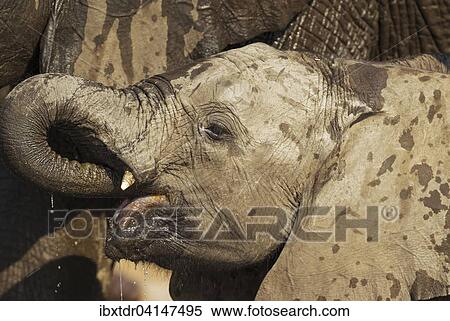 Stock Photography - African Elephant (Loxodonta africana), calf drinking at the Chobe River, photographed from a boat, Chobe National Park, Botswana, Africa. Fotosearch