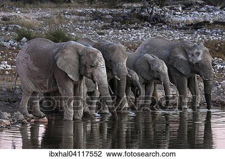 African elephanta (Loxodonta africana) at the Okaukuejo waterhole, Etosha National Park, Namibia, Africa View Large Photo Image Stock Image - African elephanta (Loxodonta africana) at the Okaukuejo waterhole, Etosha National Park, Namibia, Africa. Fotosearch