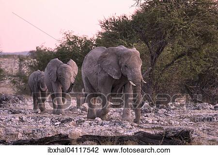 Stock Image - African elephants (Loxodonta africana), Etosha National Park, Namibia, Africa. Fotosearch