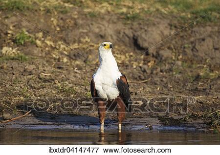 African Fish Eagle (Haliaeetus vocifer), drinking at the bank of the Chobe River, Chobe National Park, Botswana, Africa View Large Photo Image Stock Photo - African Fish Eagle (Haliaeetus vocifer), drinking at the bank of the Chobe River, Chobe National Park, Botswana, Africa. Fotosearch