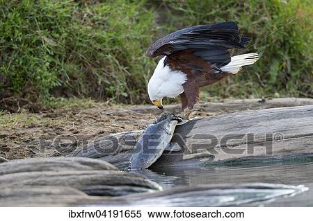 Stock Photography - African Fish Eagle (Haliaeetus vocifer), feeding on a catfish, Maasai Mara National Reserve, Kenya, Africa. Fotosearch