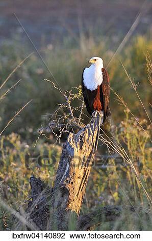 Stock Image - African fish eagle (Haliaeetus vocifer) on a tree trunk, Lower Zambezi National Park, Zambia, Africa. Fotosearch