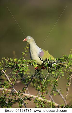 African green pigeon(Treron calvus), adult, perched on tree, Kruger National Park, South Africa, Africa View Large Photo Image Stock Photography - African green pigeon(Treron calvus), adult, perched on tree, Kruger National Park, South Africa, Africa. Fotosearch