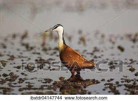 African Jacana (Actophilornis africanus), in the shallow water near the bank of the Chobe River, Chobe National Park, Botswana, Africa View Large Photo Image Picture - African Jacana (Actophilornis africanus), in the shallow water near the bank of the Chobe River, Chobe National Park, Botswana, Africa. Fotosearch
