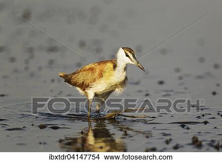 African Jacana (Actophilornis africanus), juvenile in the shallow water near the bank of the Chobe River, Chobe National Park, Botswana, Africa View Large Photo Image Picture - African Jacana (Actophilornis africanus), juvenile in the shallow water near the bank of the Chobe River, Chobe National Park, Botswana, Africa. Fotosearch