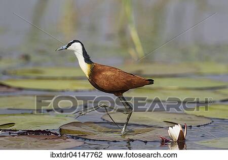 African Jacana (Actophilornis africanus), in the shallow water near the bank of the Chobe River, Chobe National Park, Botswana, Africa View Large Photo Image Stock Image - African Jacana (Actophilornis africanus), in the shallow water near the bank of the Chobe River, Chobe National Park, Botswana, Africa. Fotosearch