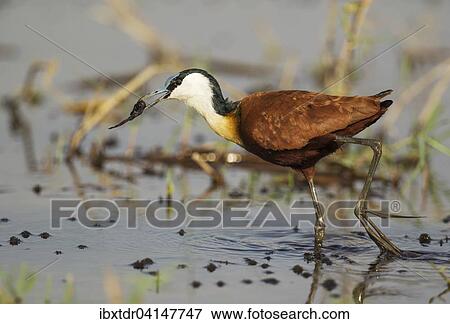 African Jacana (Actophilornis africanus), with prey in the shallow water near the bank of the Chobe River, Chobe National Park, Botswana, Africa View Large Photo Image Stock Photo - African Jacana (Actophilornis africanus), with prey in the shallow water near the bank of the Chobe River, Chobe National Park, Botswana, Africa. Fotosearch