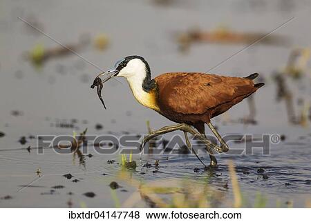 African Jacana (Actophilornis africanus), with prey in the shallow water near the bank of the Chobe River, Chobe National Park, Botswana, Africa View Large Photo Image Stock Photo - African Jacana (Actophilornis africanus), with prey in the shallow water near the bank of the Chobe River, Chobe National Park, Botswana, Africa. Fotosearch