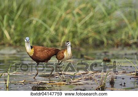 Stock Photo - African Jacana (Actophilornis africanus), female with young in the shallow water at the bank of the Chobe River, Chobe National Park, Botswana, Africa. Fotosearch