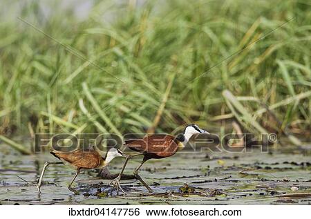 African Jacana (Actophilornis africanus), female with young in the shallow water at the bank of the Chobe River, Chobe National Park, Botswana, Africa View Large Photo Image Stock Photograph - African Jacana (Actophilornis africanus), female with young in the shallow water at the bank of the Chobe River, Chobe National Park, Botswana, Africa. Fotosearch